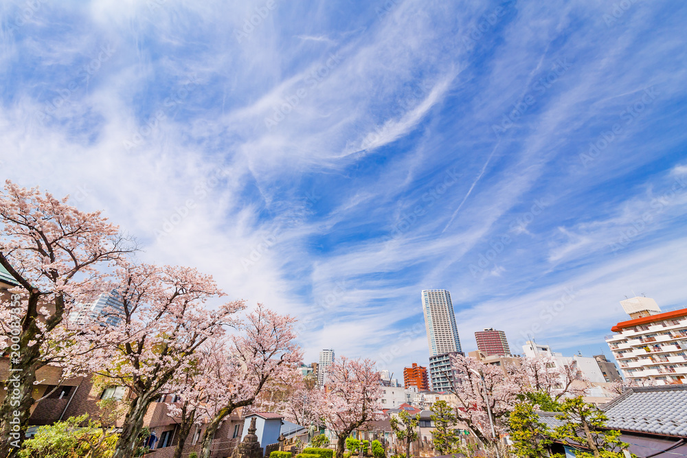 都会に咲く桜