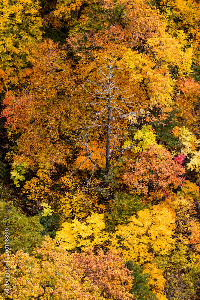 Close -up autumn tree at mountain