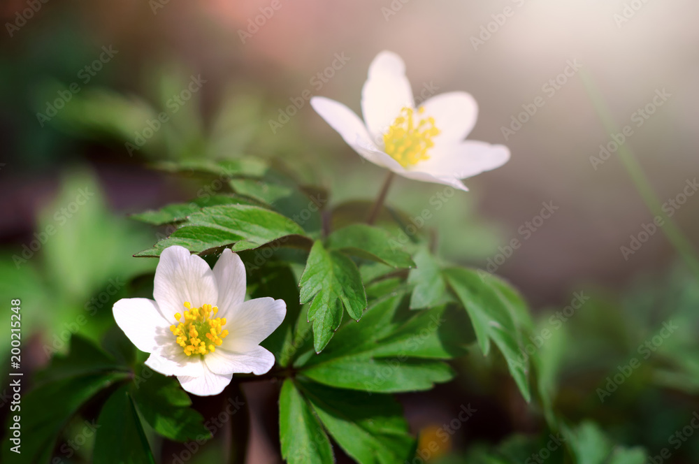 白花银莲花（Anemone nemorosa）的春天盛开。阳光下早春花朵的宏观视图