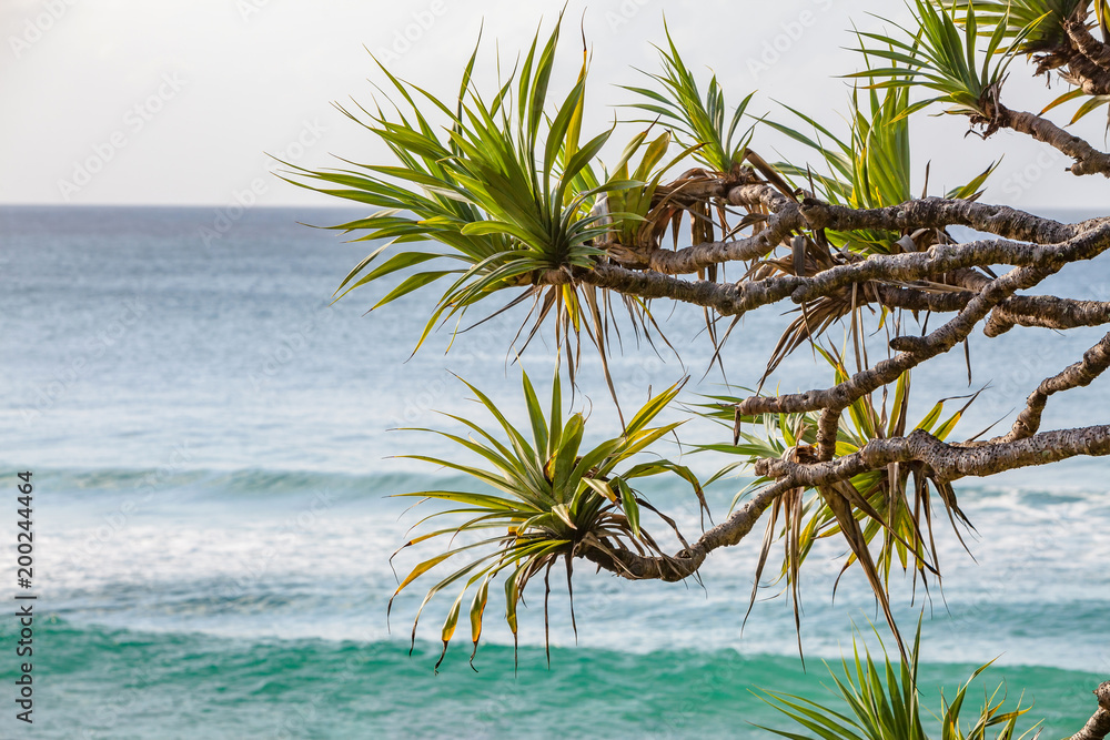 海岸螺丝松Pandanus Peduculatus