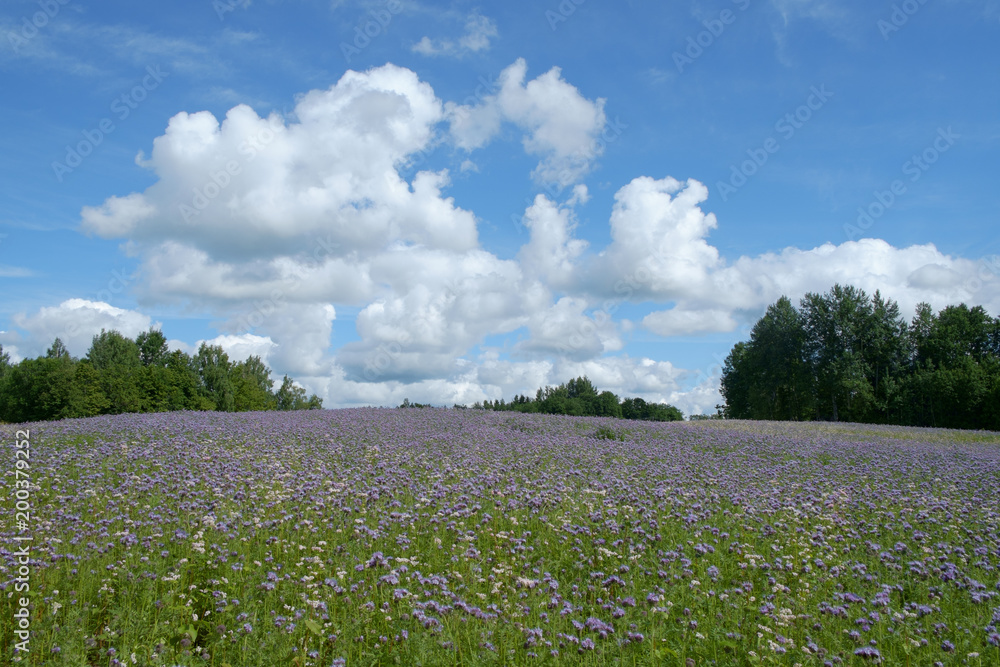 云下紫罗兰盛开的菌丝（phacelia tanacetifolia，蝎子草，向日葵）田。A ne