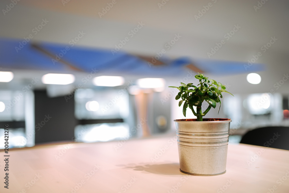 Plant in the tin pot on the table. Copy space. Growing concept.