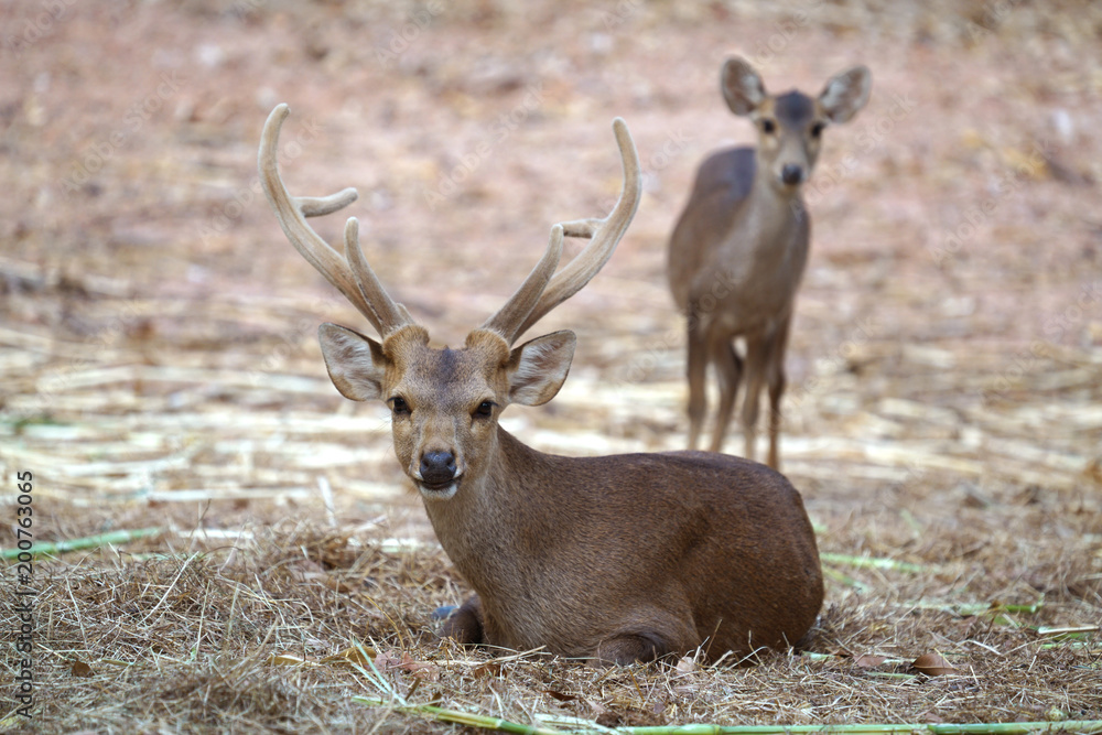 猪鹿（Hyelaphus porcinus）