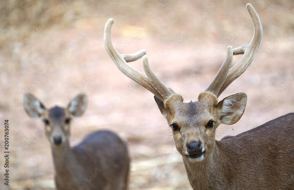 猪鹿（Hyelaphus porcinus）