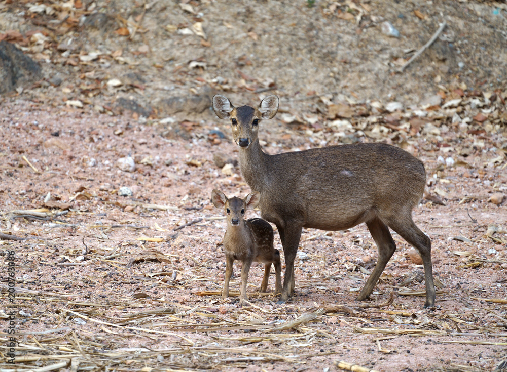 猪鹿（Hyelaphus porcinus）