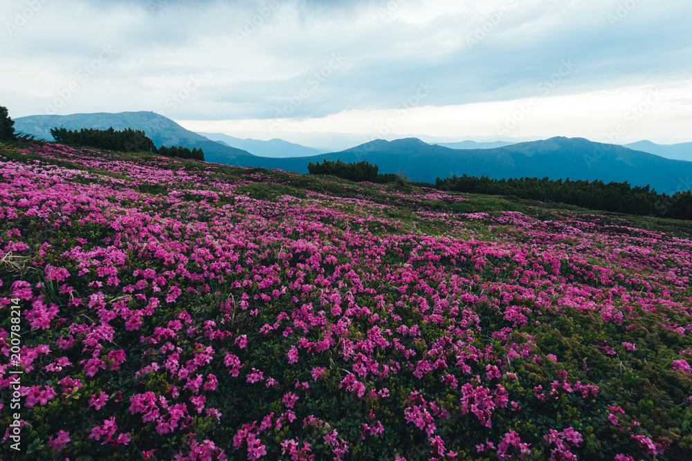 夏日山上神奇的粉红色杜鹃花。戏剧性的天空和五颜六色的日落。Chornohora rid