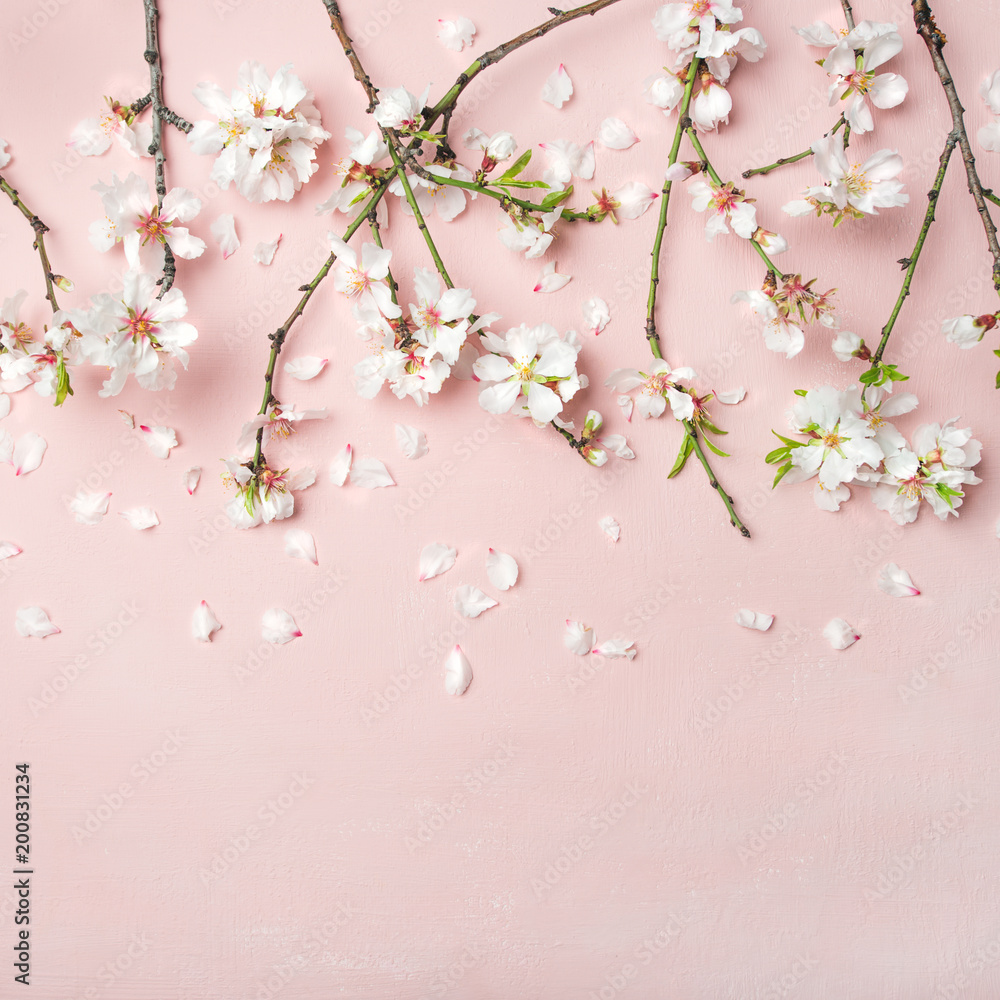 春季花卉背景，纹理，壁纸。白色杏仁花和花瓣的平铺