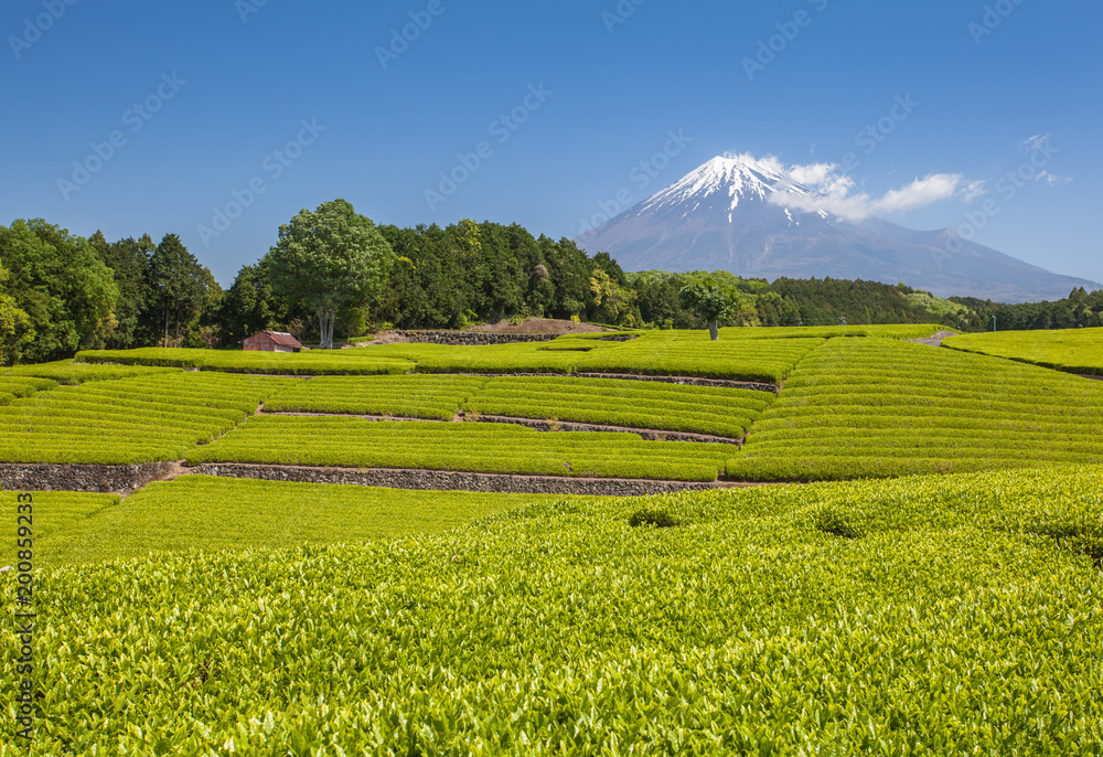 静冈县春天的茶园和富士山