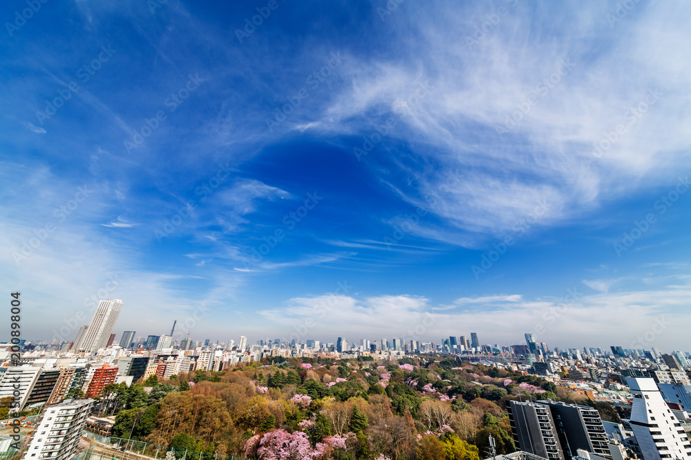 都心の桜