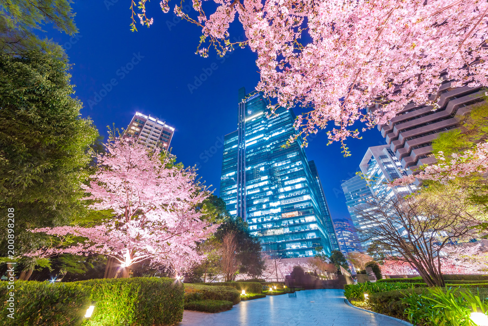 高層ビル群と桜