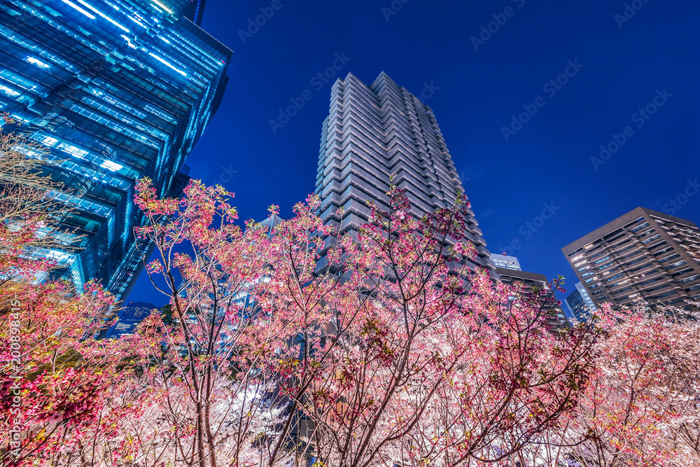 高層ビル群と桜