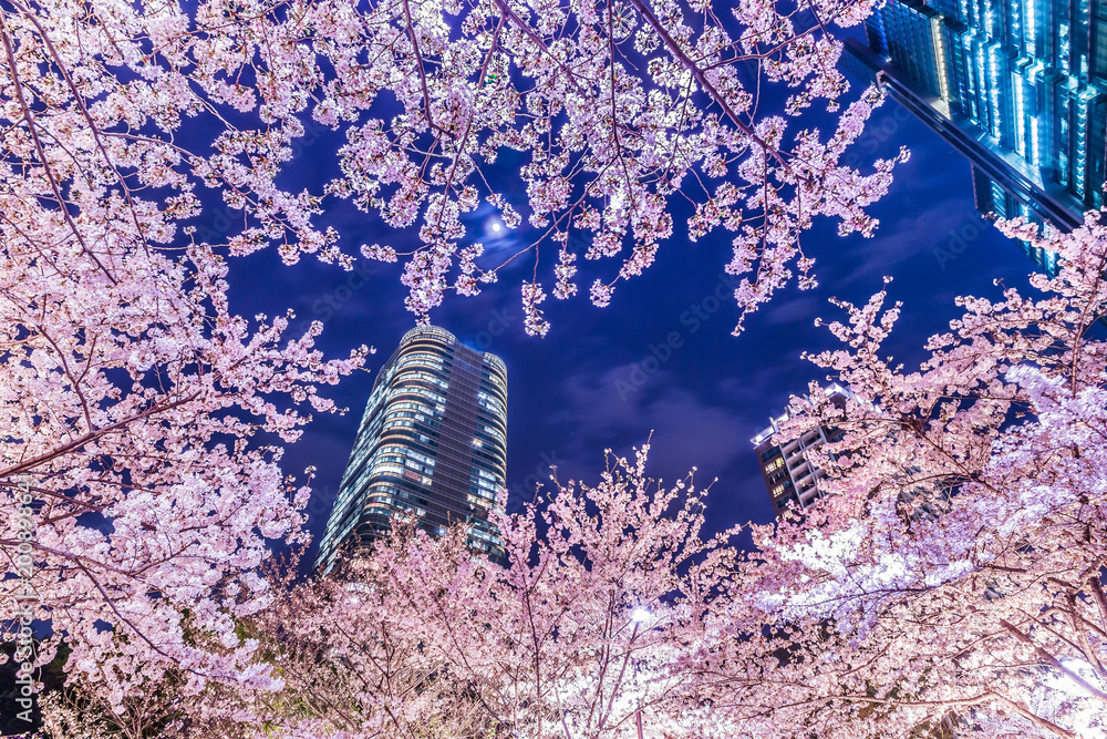 高層ビル群と桜