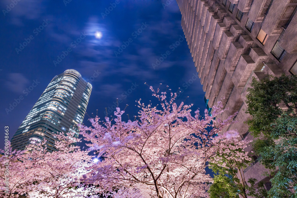 高層ビル群と桜