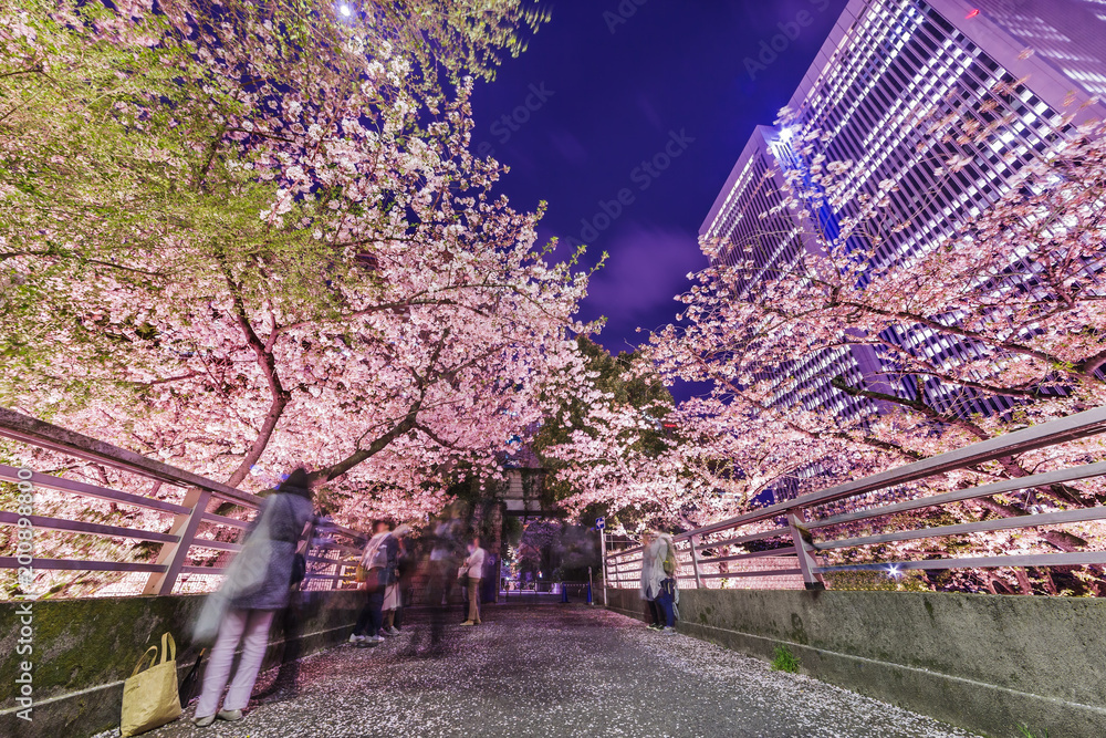 高層ビル群と桜