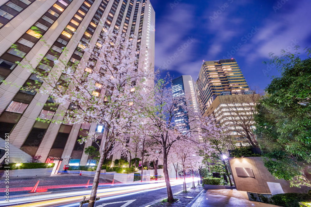 高層ビル群と桜