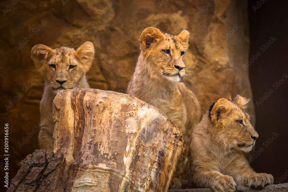 Three cute baby lion brothers portrait