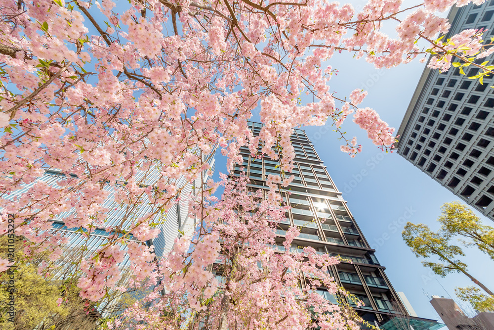 都会に咲く満開の桜