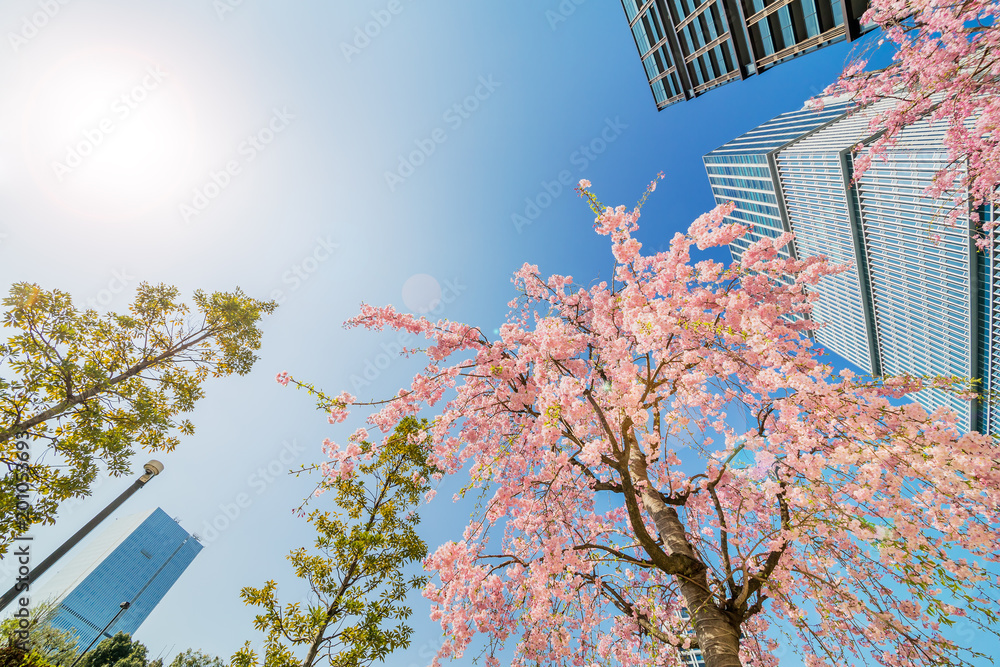 都会に咲く満開の桜