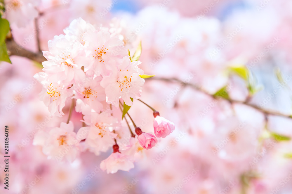 満開の桜