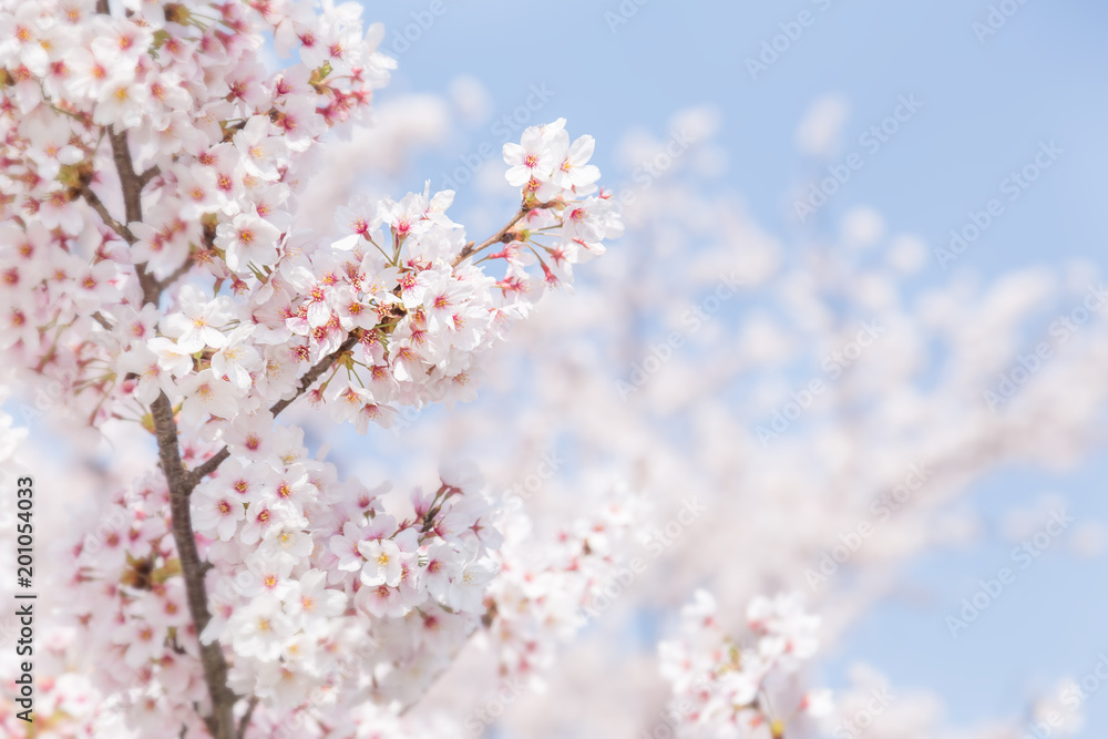 満開の桜