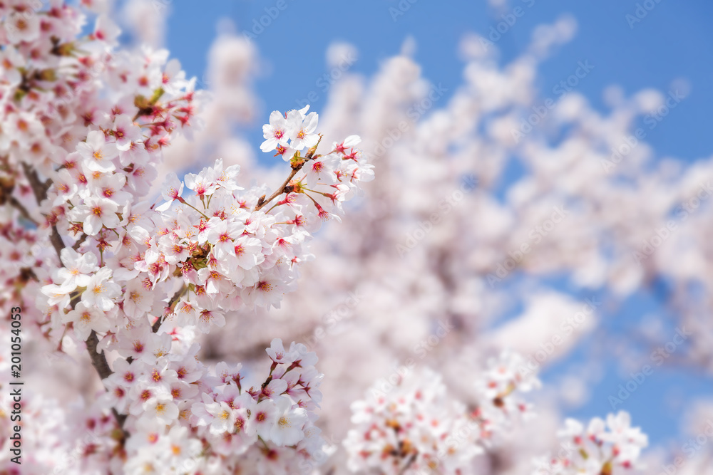 満開の桜