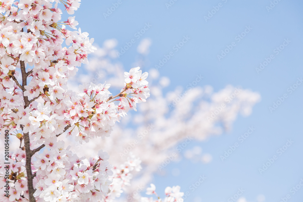 満開の桜