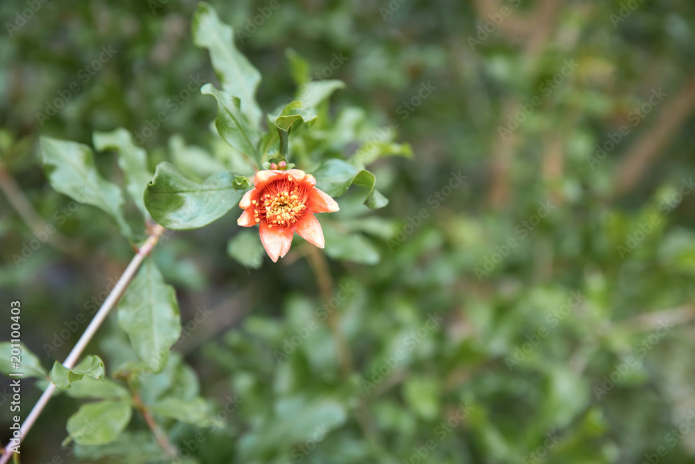 石榴开花的特写肖像。