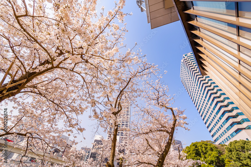 都会に咲く桜