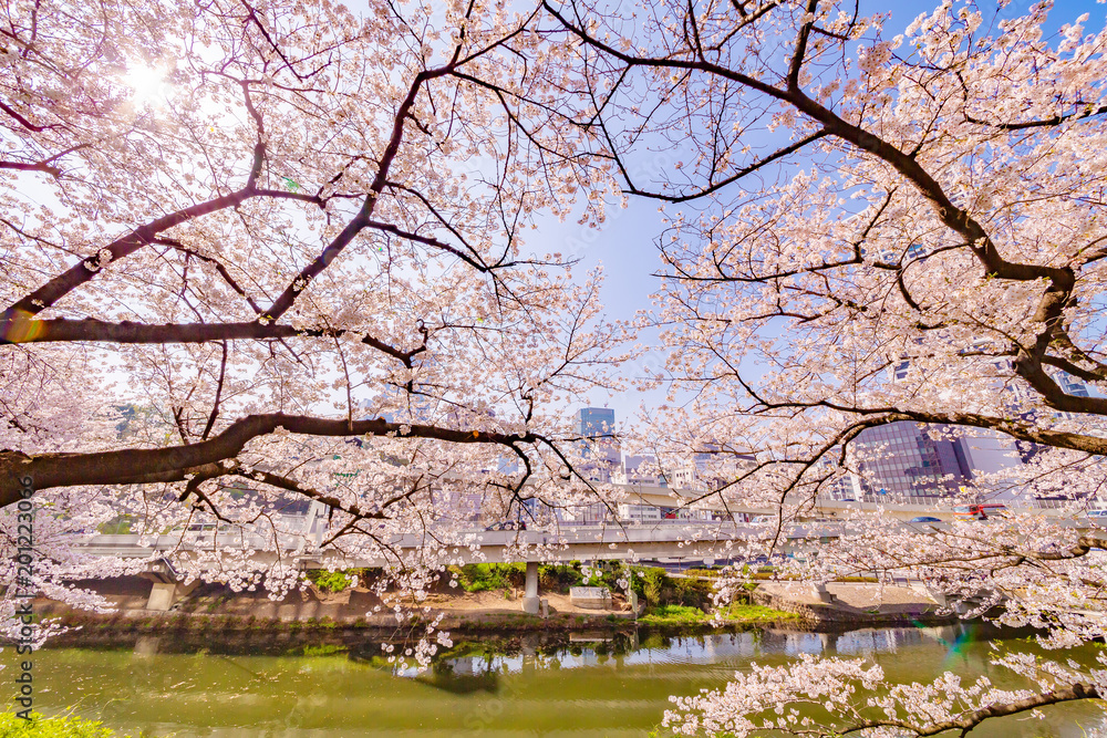 都会に咲く桜