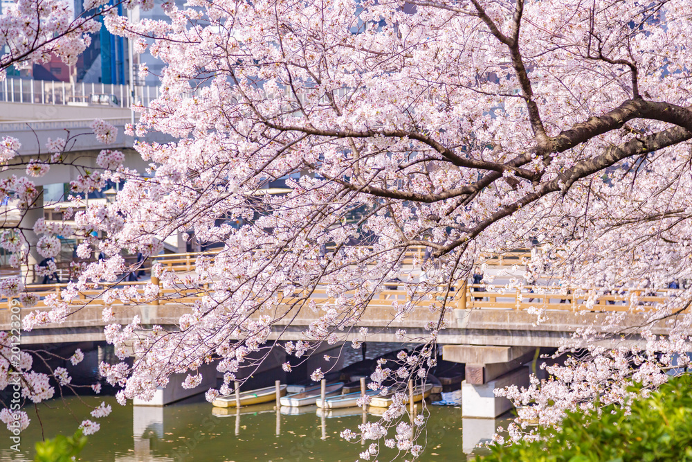 都会に咲く桜