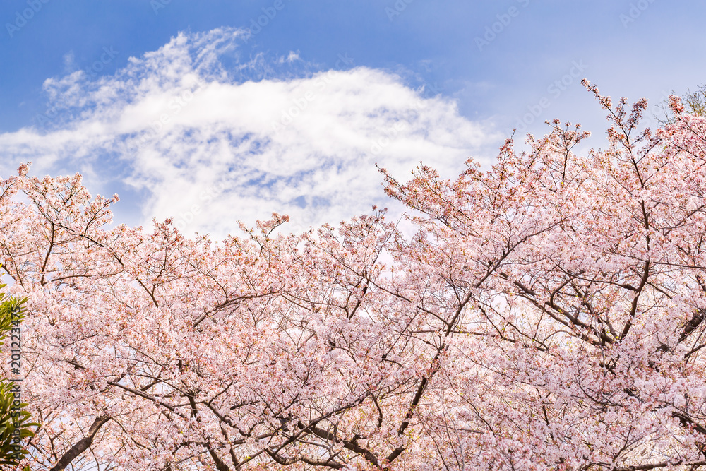 青空と満開の桜