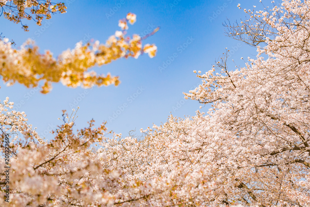 青空と満開の桜