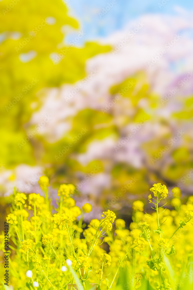 満開の菜の花