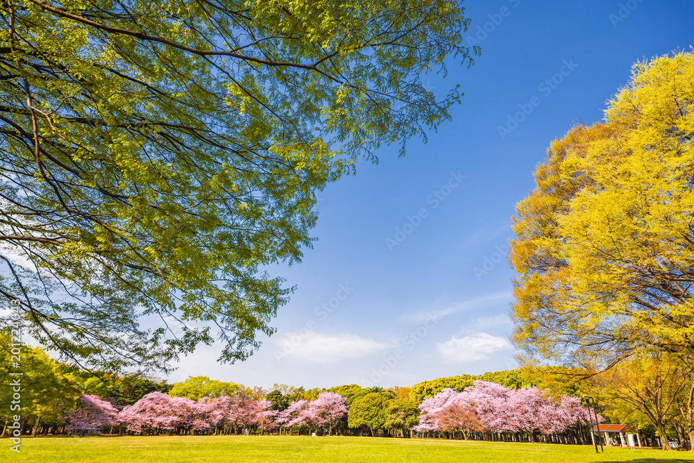 青空と満開の桜