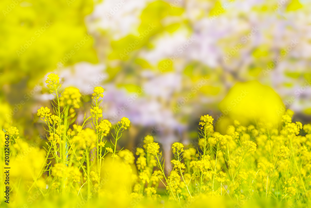 満開の菜の花