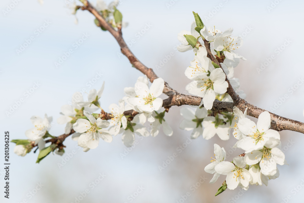 白色梅花，在柔和通风的背景上选择性地聚焦在可原谅的花朵上