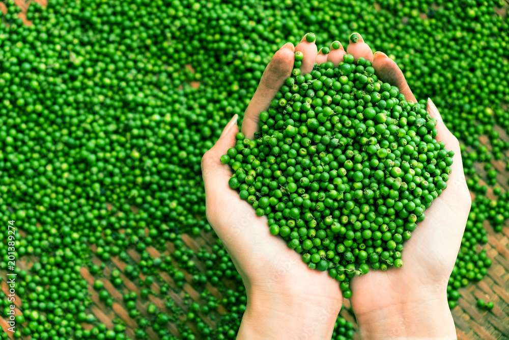 hands woman of  many fresh Piper nigrum  green pepper seed with copy space