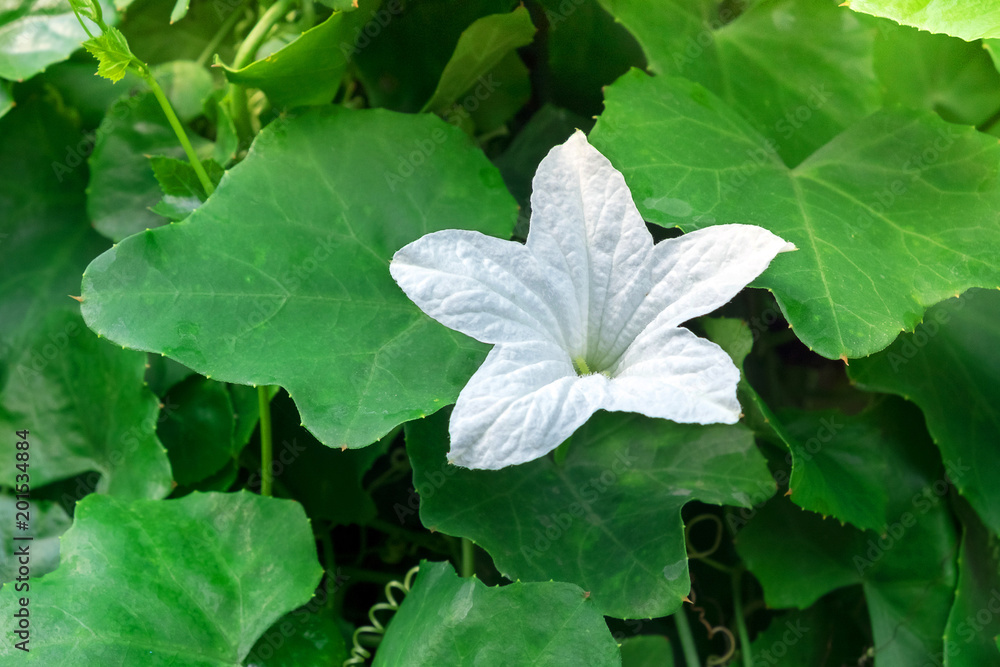 白色茄子花在绿色背景的自然花园中绽放。这种水果被广泛用于烹饪