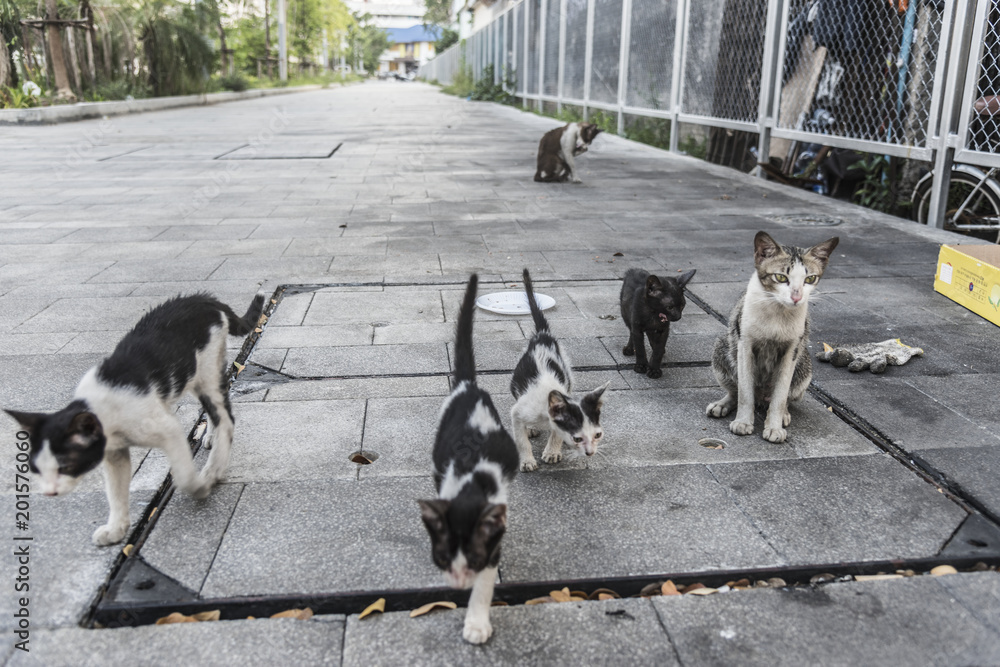 一群可爱的流浪猫和小猫