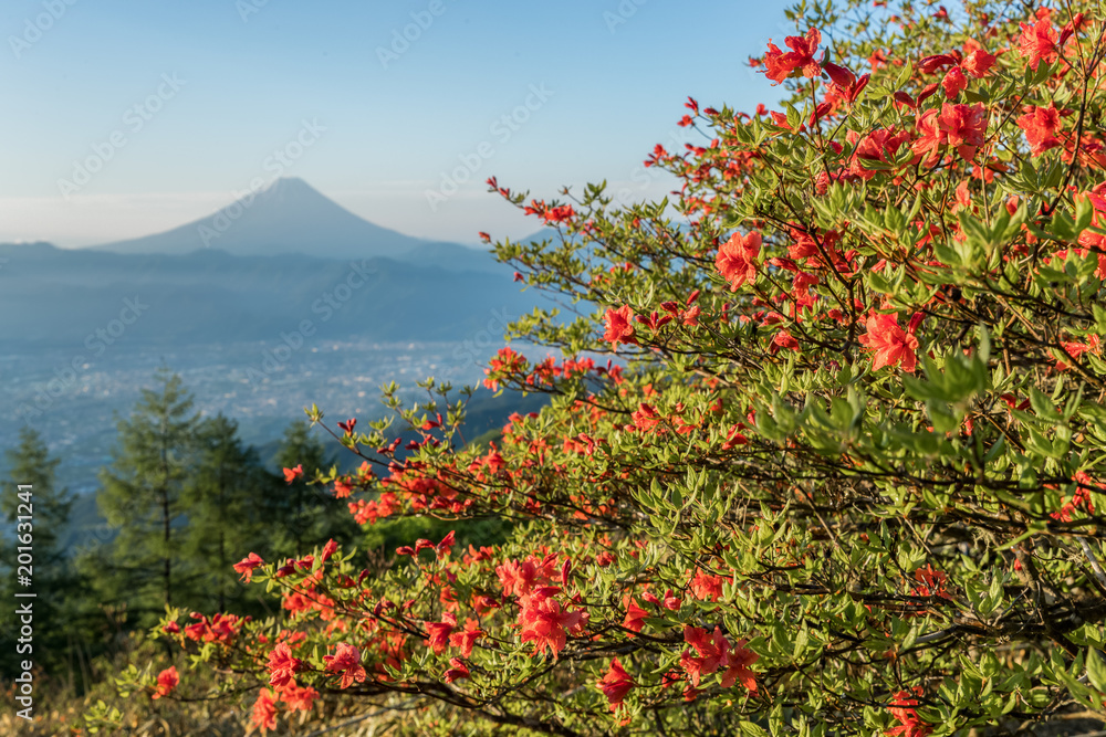 春天的日本杜鹃花和富士山。杜鹃花或Tsutsuji-Ja的春天的花朵