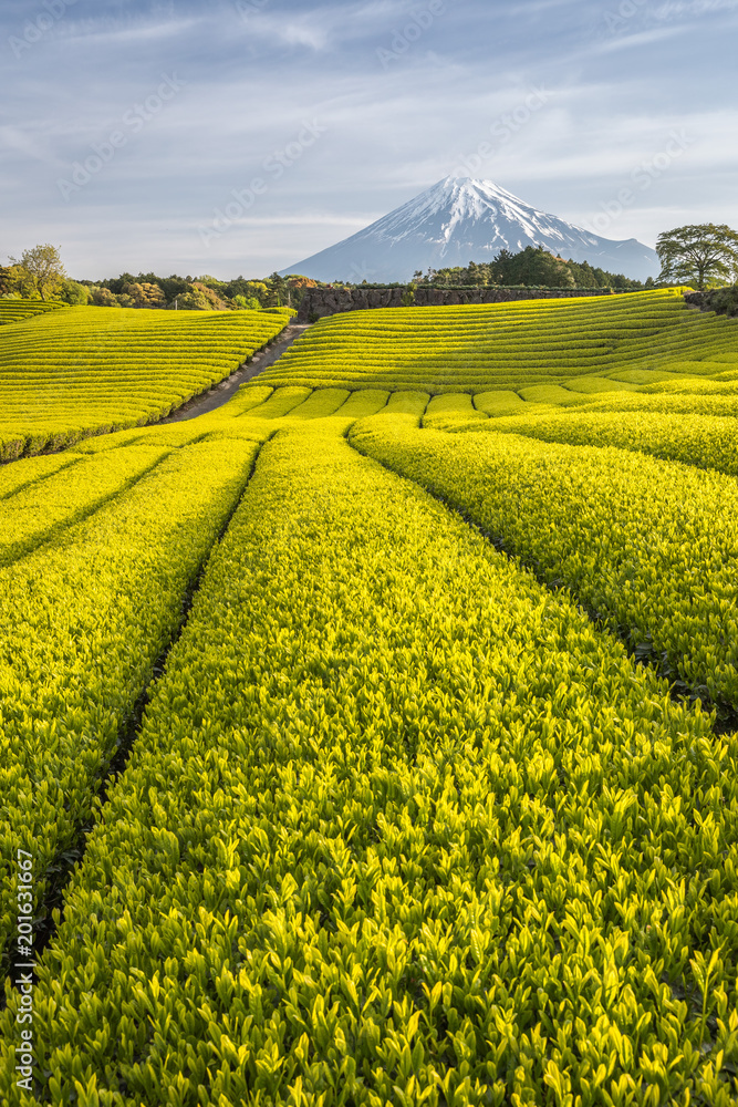 静冈县春天的茶园和富士山