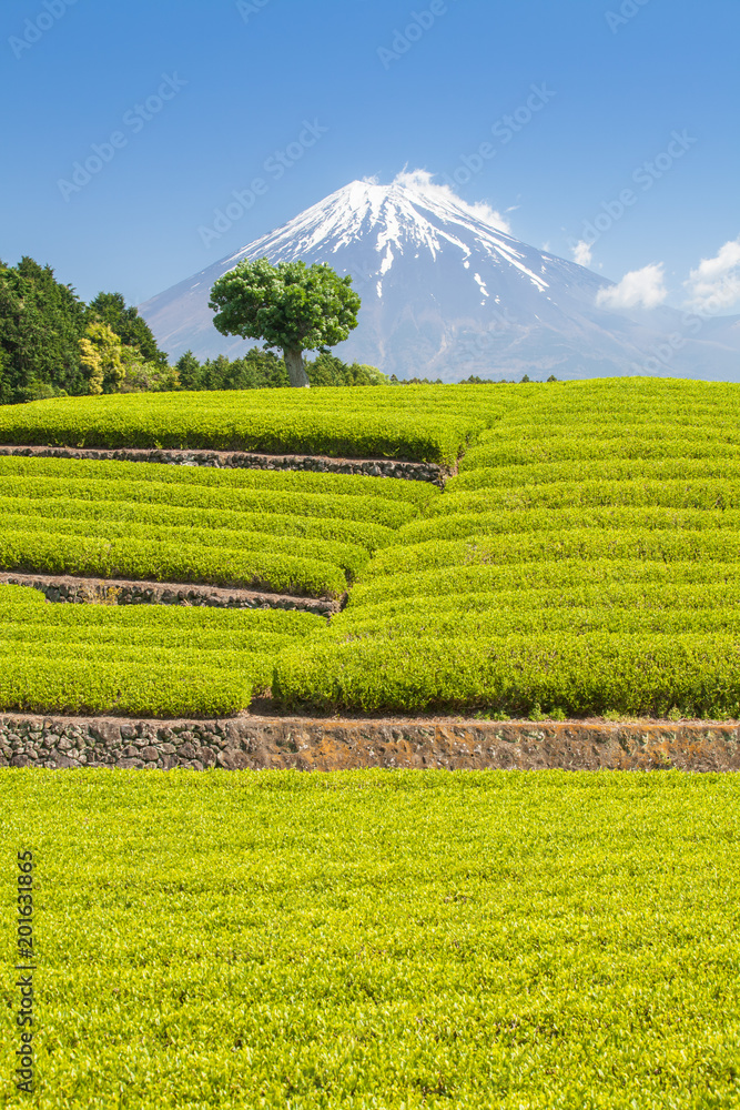 静冈县春天的茶园和富士山