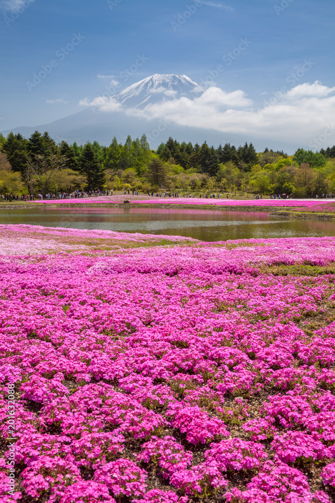 春季富士山和粉红色苔藓田……