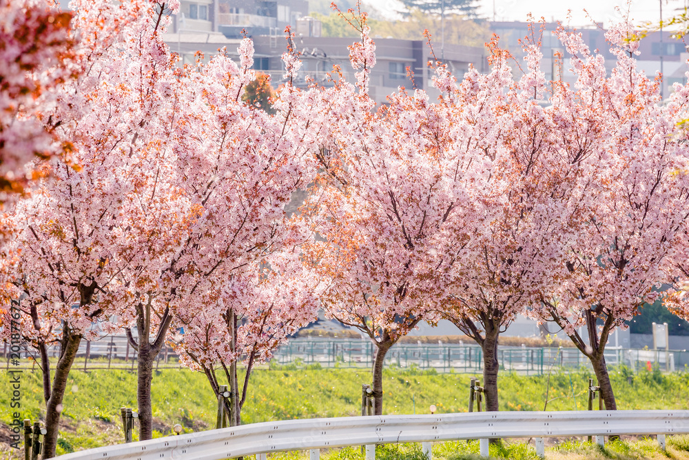 道路沿いに咲く満開の桜