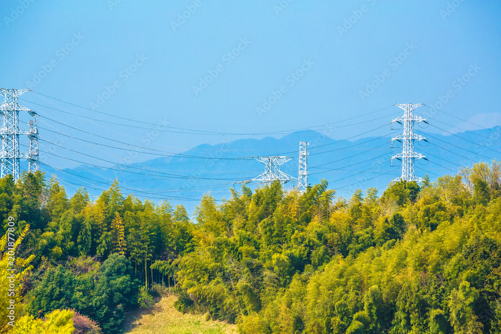 新緑の木と送電線