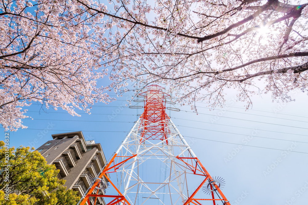 満開の桜と鉄塔