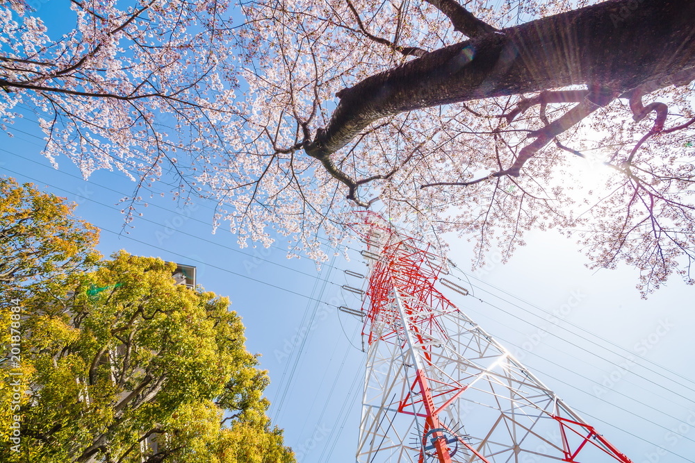 満開の桜と鉄塔