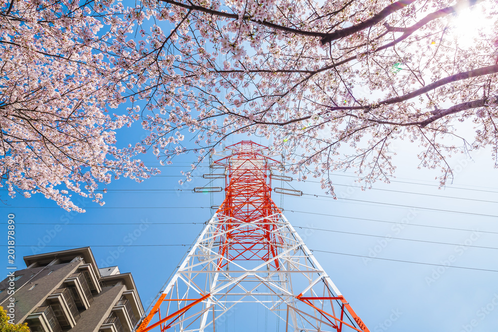 満開の桜と鉄塔