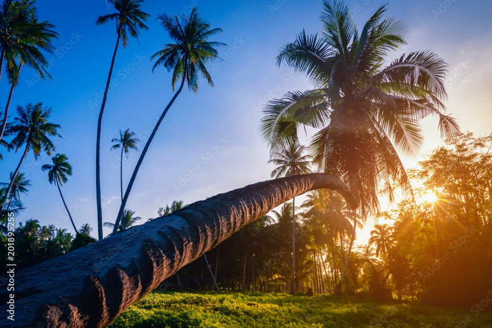 Silhouette coconut palm trees near the beach at sunset.