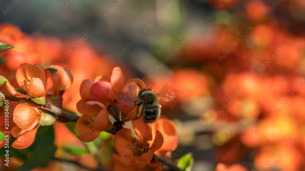 Bombylidae蜜蜂和黑果龙舌兰的橙色花朵